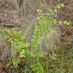 Ulmus procera at Isaacs Ridge - 29 Nov 2023