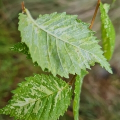 Ulmus procera at Isaacs Ridge - 29 Nov 2023 06:16 PM