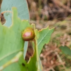 Paropsisterna fastidiosa (Eucalyptus leaf beetle) at Isaacs Ridge - 29 Nov 2023 by Mike