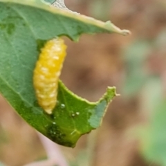 Chrysomelidae sp. (family) at Isaacs Ridge - 29 Nov 2023 by Mike
