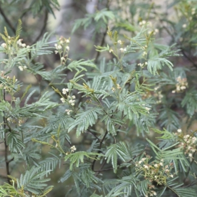 Acacia mearnsii (Black Wattle) at Higgins, ACT - 28 Nov 2023 by AlisonMilton