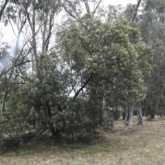 Acacia mearnsii at Higgins, ACT - 29 Nov 2023 09:15 AM