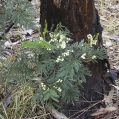 Acacia mearnsii at Higgins, ACT - 29 Nov 2023 09:15 AM