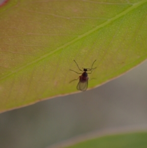 Cecidomyiidae (family) at Murrumbateman, NSW - 25 Nov 2023