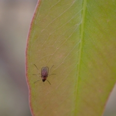 Cecidomyiidae (family) at Murrumbateman, NSW - 25 Nov 2023 02:05 PM