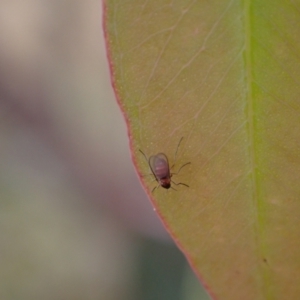 Cecidomyiidae (family) at Murrumbateman, NSW - 25 Nov 2023 02:05 PM