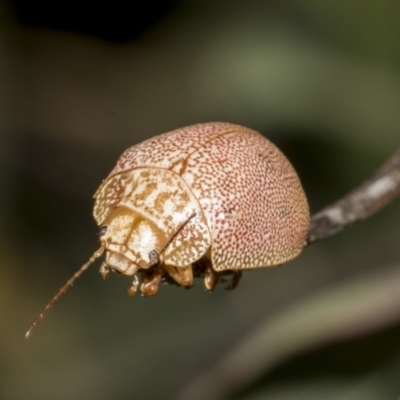 Paropsis atomaria (Eucalyptus leaf beetle) at Weetangera, ACT - 24 Feb 2023 by AlisonMilton