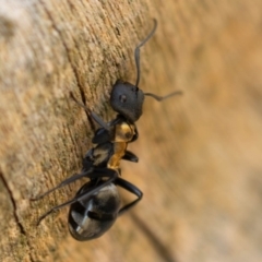 Polyrhachis ornata (Ornate spiny ant) at CCG050: Double Dam  - 11 Nov 2023 by pixelnips