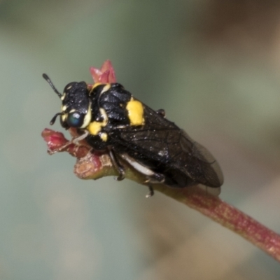 Pergagrapta bicolor (A sawfly) at The Pinnacle - 23 Feb 2023 by AlisonMilton