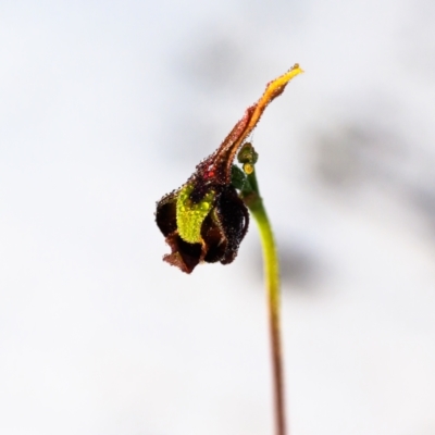Caleana major (Large Duck Orchid) at Wallum - 20 Sep 2023 by mmpix