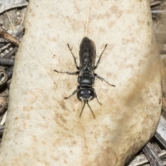 Pison sp. (genus) (Black mud-dauber wasp) at The Pinnacle - 24 Feb 2023 by AlisonMilton