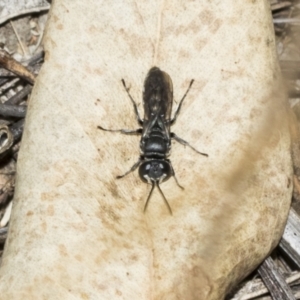 Pison sp. (genus) at The Pinnacle - 24 Feb 2023