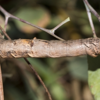 Gastrophora henricaria (Fallen-bark Looper, Beautiful Leaf Moth) at Weetangera, ACT - 24 Feb 2023 by AlisonMilton