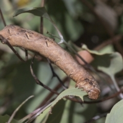 Gastrophora henricaria at Weetangera, ACT - 24 Feb 2023