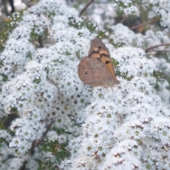 Heteronympha merope (Common Brown Butterfly) at Albury - 25 Nov 2023 by RobCook