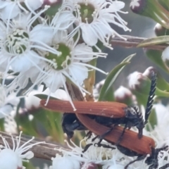 Porrostoma rhipidium (Long-nosed Lycid (Net-winged) beetle) at Albury - 25 Nov 2023 by RobCook