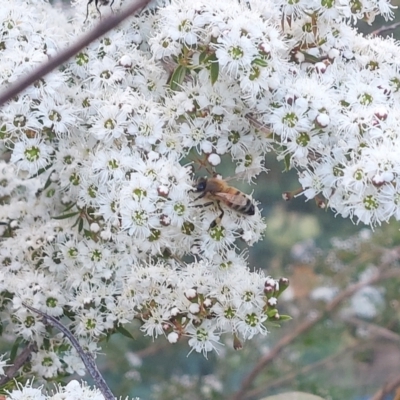 Unidentified Bee (Hymenoptera, Apiformes) at Wirlinga, NSW - 25 Nov 2023 by RobCook