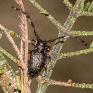 Ancita sp. (genus) at The Pinnacle - 24 Feb 2023 09:53 AM