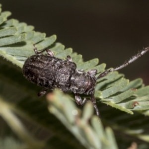 Ancita sp. (genus) at The Pinnacle - 24 Feb 2023