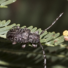 Ancita sp. (genus) at The Pinnacle - 24 Feb 2023