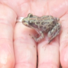 Limnodynastes tasmaniensis (Spotted Grass Frog) at Wodonga - 29 Nov 2023 by KylieWaldon