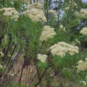 Cassinia longifolia at Red Hill Nature Reserve - 29 Nov 2023 06:23 PM