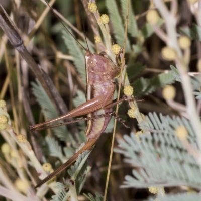 Conocephalus upoluensis (Meadow Katydid) at The Pinnacle - 24 Feb 2023 by AlisonMilton