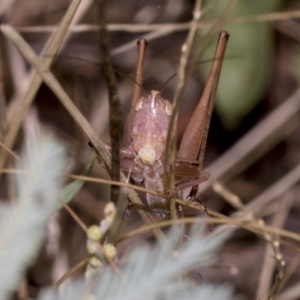 Conocephalus upoluensis at The Pinnacle - 24 Feb 2023 10:25 AM