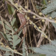 Conocephalus upoluensis at The Pinnacle - 24 Feb 2023 10:25 AM