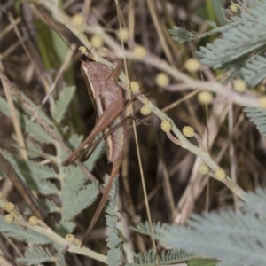 Conocephalus upoluensis at The Pinnacle - 24 Feb 2023 10:25 AM