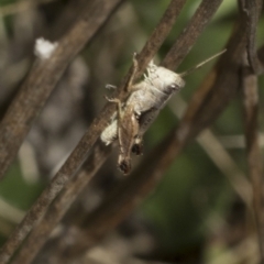 Acrididae sp. (family) (Unidentified Grasshopper) at The Pinnacle - 23 Feb 2023 by AlisonMilton