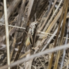 Macrotona australis (Common Macrotona Grasshopper) at The Pinnacle - 24 Feb 2023 by AlisonMilton