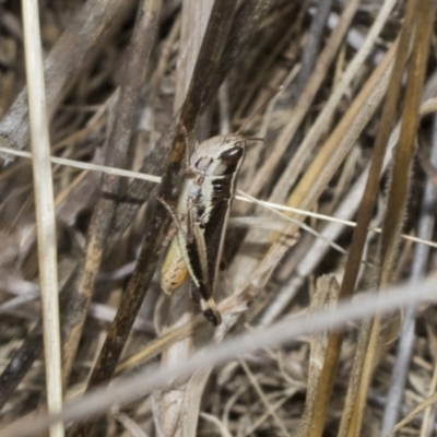 Macrotona australis (Common Macrotona Grasshopper) at The Pinnacle - 23 Feb 2023 by AlisonMilton