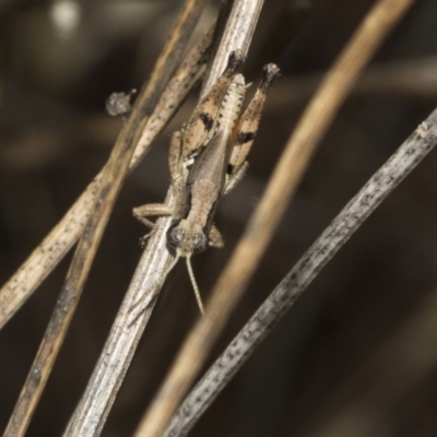 Phaulacridium vittatum (Wingless Grasshopper) at The Pinnacle - 24 Feb 2023 by AlisonMilton