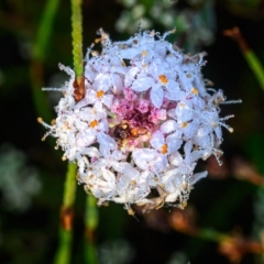Platysace ericoides at Wallum - 21 Sep 2023 by mmpix