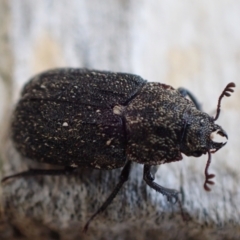 Ceratognathus sp. (genus) (A stag beetle) at Murrumbateman, NSW - 26 Nov 2023 by SimoneC