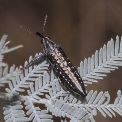 Rhinotia adelaidae (A belid weevil) at Weetangera, ACT - 23 Feb 2023 by AlisonMilton