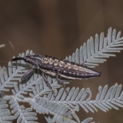 Rhinotia adelaidae at The Pinnacle - 24 Feb 2023 10:51 AM