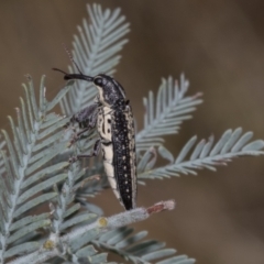 Rhinotia adelaidae at The Pinnacle - 24 Feb 2023 10:51 AM