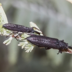 Rhinotia sparsa (A belid weevil) at The Pinnacle - 23 Feb 2023 by AlisonMilton