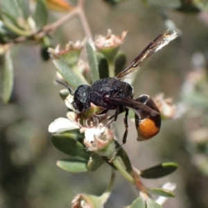 Paralastor sp. (genus) at Murrumbateman, NSW - 26 Nov 2023