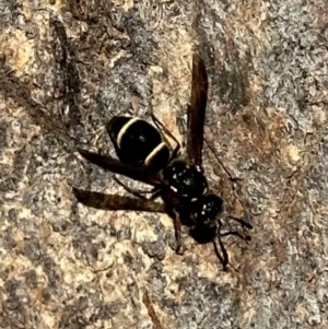 Paralastor sp. (genus) at Corroboree Park - 29 Nov 2023 05:01 PM