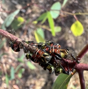 Eurymeloides pulchra at Corroboree Park - 29 Nov 2023