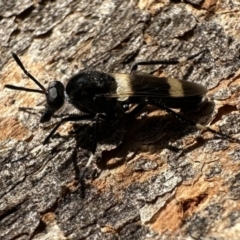Agapophytus albobasalis (Stiletto fly) at Corroboree Park - 29 Nov 2023 by Pirom