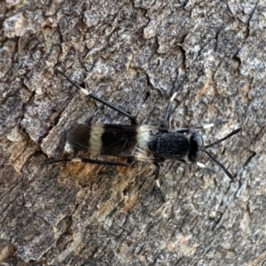 Agapophytus albobasalis at Corroboree Park - 29 Nov 2023