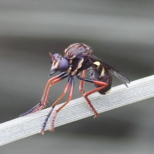 Brachyrhopala sp. (genus) at ANBG - 28 Nov 2023