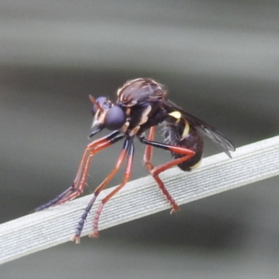 Brachyrhopala sp. (genus) (Robber fly) at Acton, ACT - 28 Nov 2023 by HelenCross