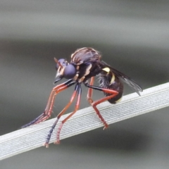 Brachyrhopala sp. (genus) (Robber fly) at ANBG - 28 Nov 2023 by HelenCross