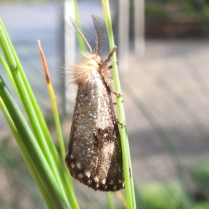 Epicoma melanosticta at ANBG - 29 Nov 2023