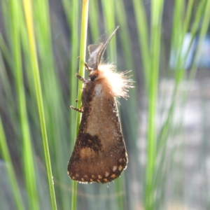 Epicoma melanosticta at ANBG - 29 Nov 2023